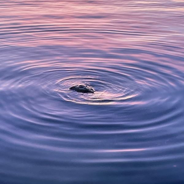 Zug Zugersee 2